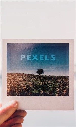 Pexels素材网app安卓版