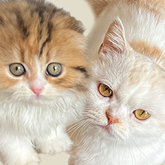 猫咪的黑手党CatYakuza卡牌游戏