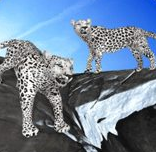 野生雪豹家族
