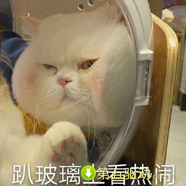 抖音球球表情包